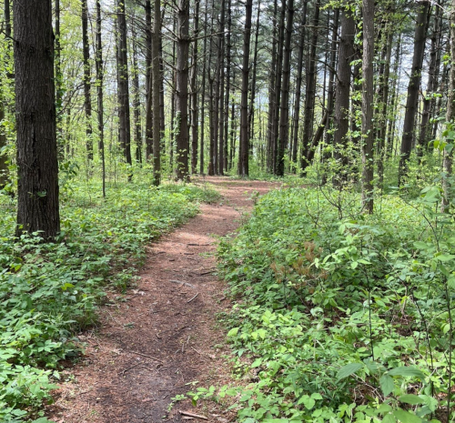 A winding dirt path through a lush green forest with tall trees and undergrowth.