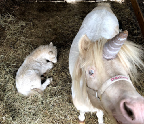 A white pony with a horn stands beside a sleeping foal in a straw-filled barn.