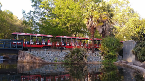 A red train on a track near a pond, surrounded by lush greenery and palm trees.