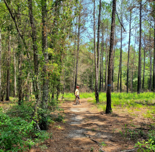 A person walking a dog on a sunny trail surrounded by tall trees in a lush forest.