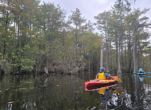 Two kayakers paddle through a serene, tree-lined swamp with reflections in the calm water.