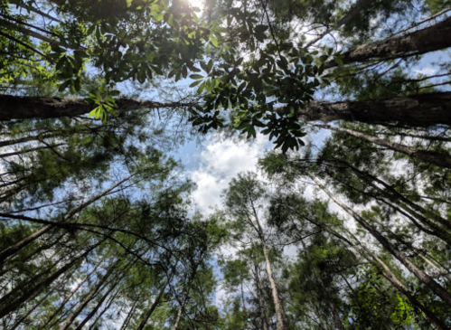 Looking up through tall trees, with sunlight filtering through leaves and a blue sky dotted with clouds.