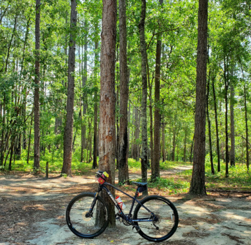 A black bicycle leaning against a tree in a lush green forest with sunlight filtering through the leaves.