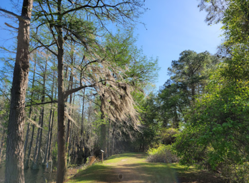 A scenic path lined with trees and greenery, featuring Spanish moss hanging from branches under a clear blue sky.