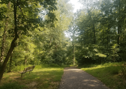 A serene path through a lush green forest, with a wooden bench on the side, inviting peaceful contemplation.