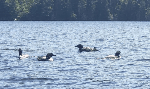 Four loons swimming on a calm lake, surrounded by trees in the background.