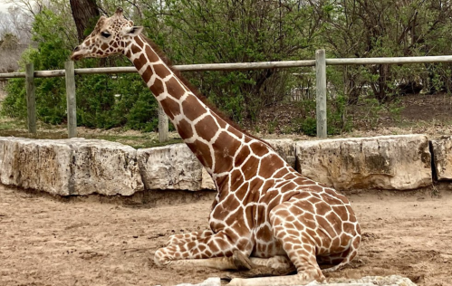 A giraffe sitting on the ground in a zoo, surrounded by a natural setting and a stone barrier.