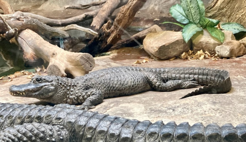 A crocodile resting on a rocky surface near water, surrounded by natural elements like wood and green leaves.