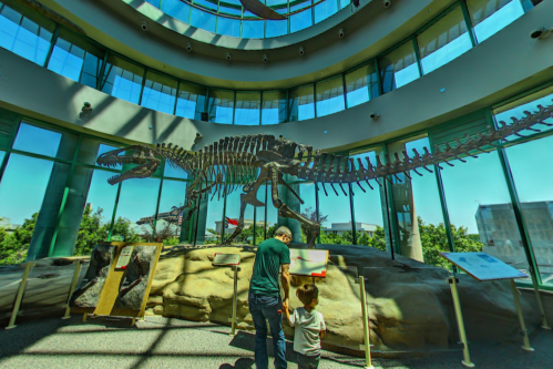 A child and adult observe a dinosaur skeleton in a bright museum with large windows.