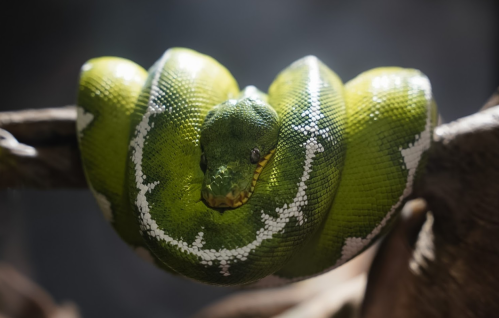 A close-up of a green snake coiled on a branch, showcasing its vibrant scales and distinctive patterns.