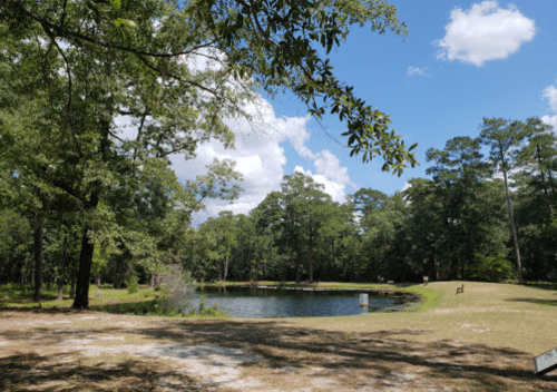 A serene landscape featuring a pond surrounded by trees and blue skies with fluffy clouds.