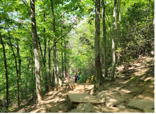 A wooded trail with lush green trees, featuring two hikers walking along a rocky path.