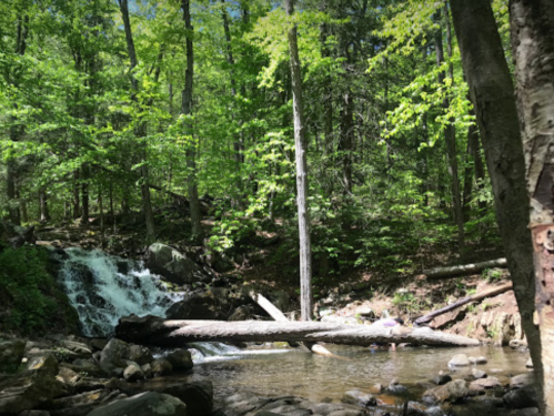 A serene forest scene featuring a small waterfall, lush green trees, and a log across a calm stream.