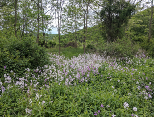 A lush green landscape filled with clusters of purple and white wildflowers, surrounded by trees and hills.