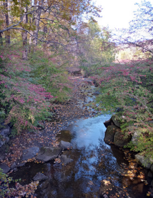 A serene stream surrounded by colorful autumn foliage and scattered leaves, reflecting the clear blue sky.