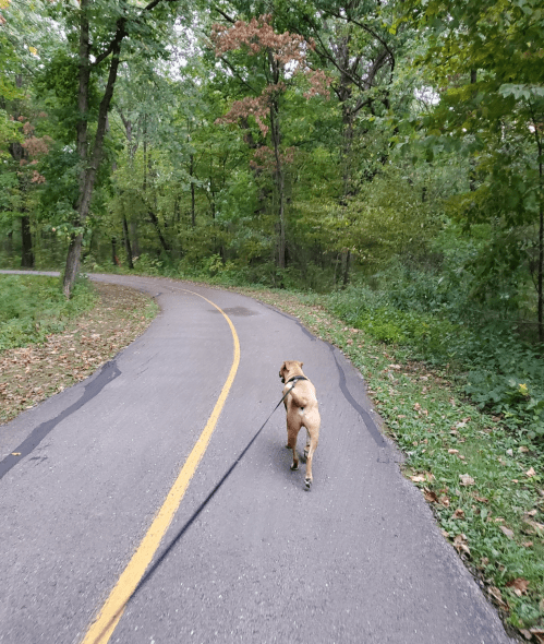 A dog walks along a winding path in a lush, green forest.