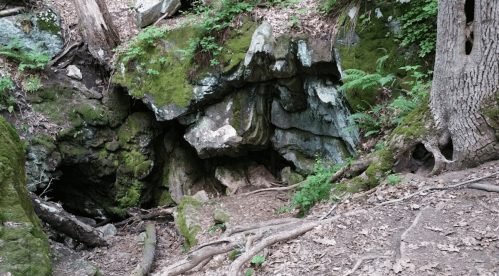 A rocky outcrop covered in moss and surrounded by trees and roots in a forested area.