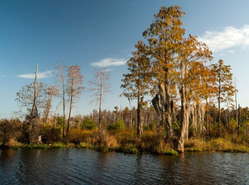 A serene wetland scene with cypress trees draped in Spanish moss, reflecting in calm waters under a clear blue sky.