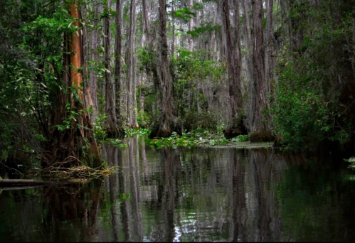 A serene swamp scene with tall cypress trees and lush greenery reflected in calm water.