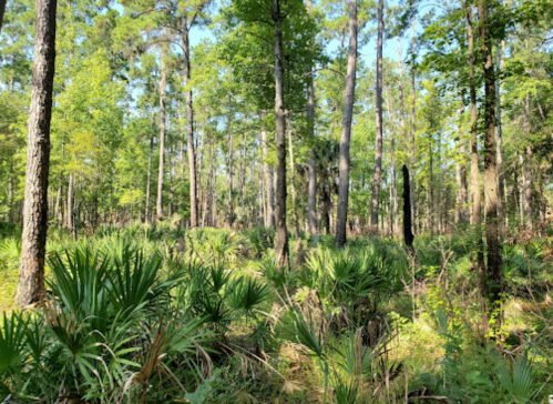 Lush green forest with tall trees and dense undergrowth, featuring palm-like plants in a sunny, natural setting.