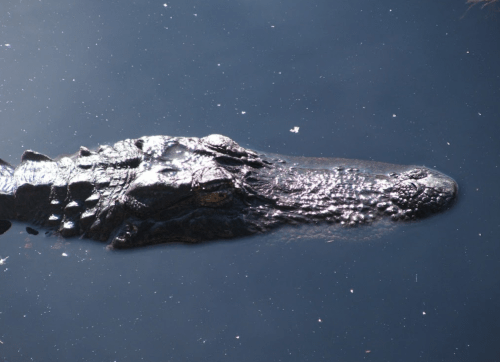 A close-up of a crocodile's head partially submerged in dark water.
