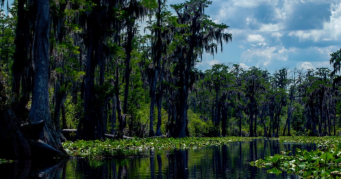 Lush green swamp with cypress trees and lily pads reflecting in calm water under a blue sky with scattered clouds.