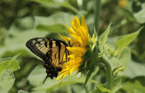 A butterfly perched on a bright yellow sunflower, surrounded by green leaves.