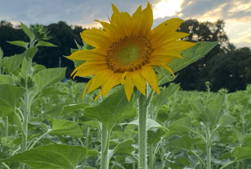A vibrant sunflower stands tall in a green field under a cloudy sky at sunset.