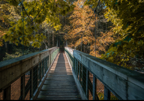 A wooden suspension bridge surrounded by autumn foliage, leading into a serene forest.