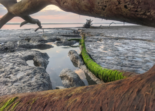 A serene landscape featuring a moss-covered log, tidal pools, and a calm waterway at sunset.