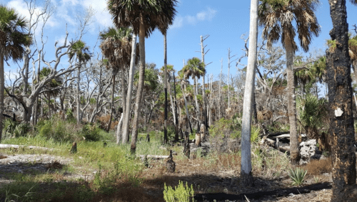 A landscape featuring palm trees and charred vegetation, with a mix of green grass and burnt areas under a blue sky.