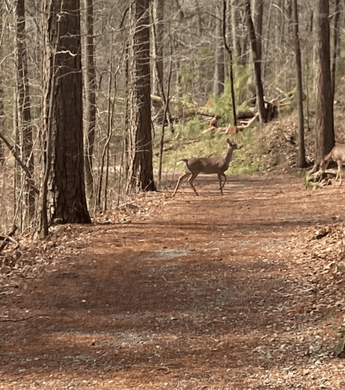 Two deer walking along a wooded trail, surrounded by trees and fallen leaves.