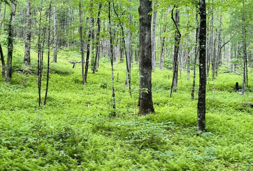 Lush green forest with tall trees and vibrant ferns covering the ground, creating a serene natural landscape.