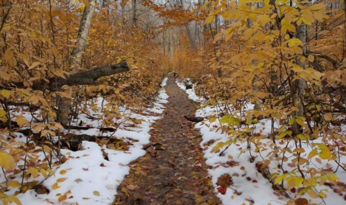 A winding path through a forest with golden autumn leaves and patches of snow on the ground.