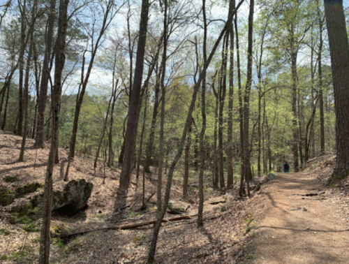 A serene forest path lined with trees, featuring green leaves and a carpet of fallen leaves on the ground.