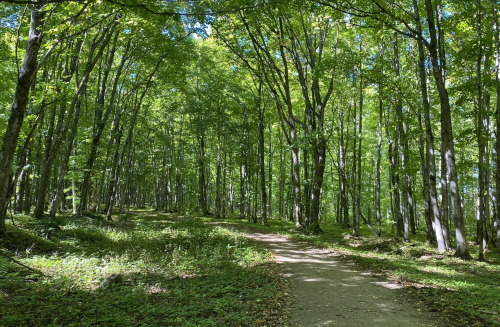 A serene forest path surrounded by tall, lush green trees under a bright blue sky.