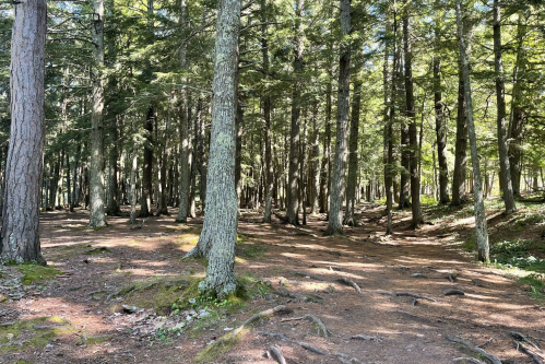 A serene forest scene with tall trees, dappled sunlight, and a clear path through the underbrush.