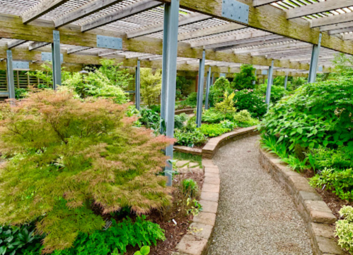 A winding gravel path through a lush garden with various plants and trees, sheltered by a wooden pergola.