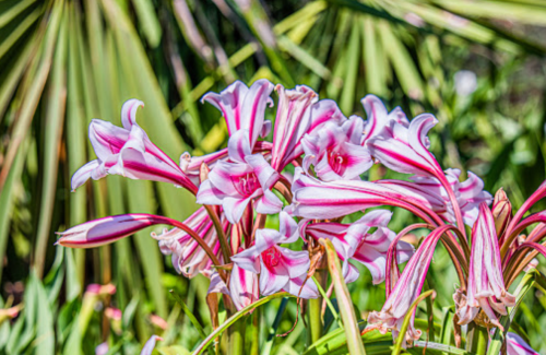 A cluster of pink and white striped flowers surrounded by green foliage.