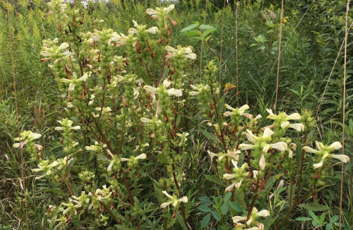 A cluster of green and white flowering plants in a lush, overgrown field.