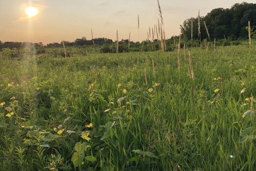 A sunlit field with tall grasses and wildflowers, surrounded by trees under a soft evening sky.