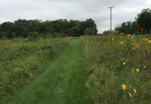 A grassy path through a field with wildflowers, bordered by trees and power lines under a cloudy sky.
