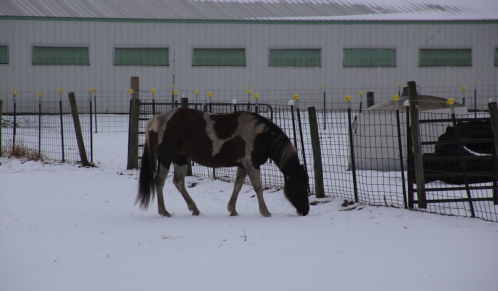 A horse grazes on snow-covered ground near a fenced area with a barn in the background.