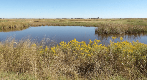 A serene wetland scene with a calm pond surrounded by tall grasses and vibrant yellow flowers under a clear blue sky.