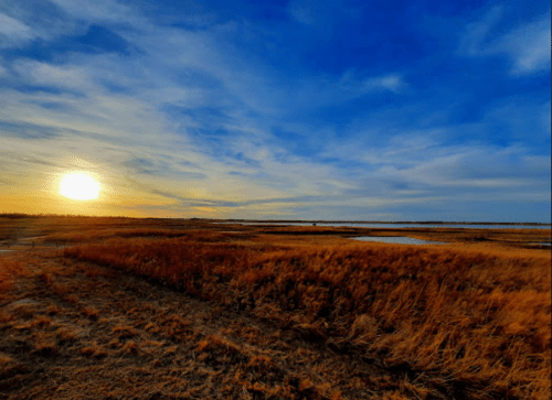 A serene landscape at sunset, featuring golden grass and a vibrant blue sky with wispy clouds.