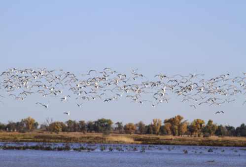 A flock of white birds flying over a calm blue lake with trees in the background under a clear sky.