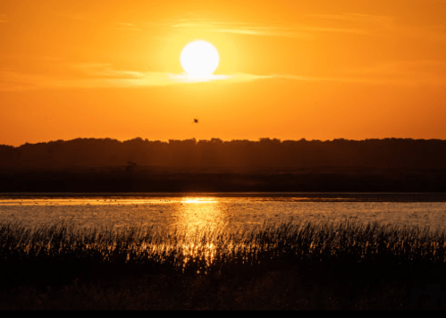 A serene sunset over a calm water body, with silhouettes of trees and tall grass in the foreground.