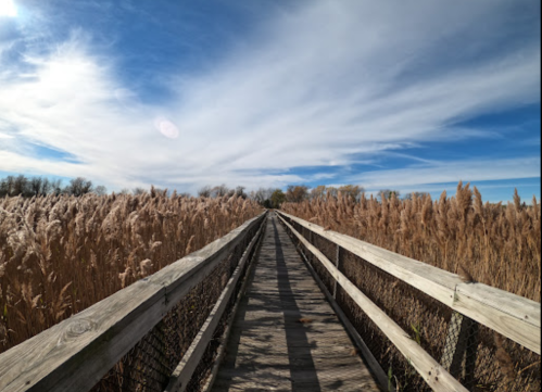 A wooden boardwalk stretches through tall grasses under a blue sky with wispy clouds.