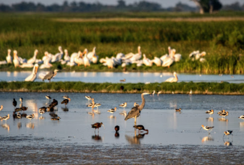 A serene wetland scene with various birds, including a heron and pelicans, wading in shallow water among lush greenery.