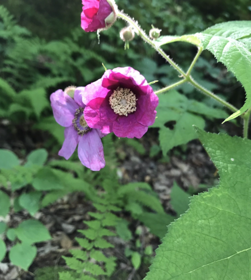Two vibrant purple flowers with textured petals, surrounded by lush green foliage.